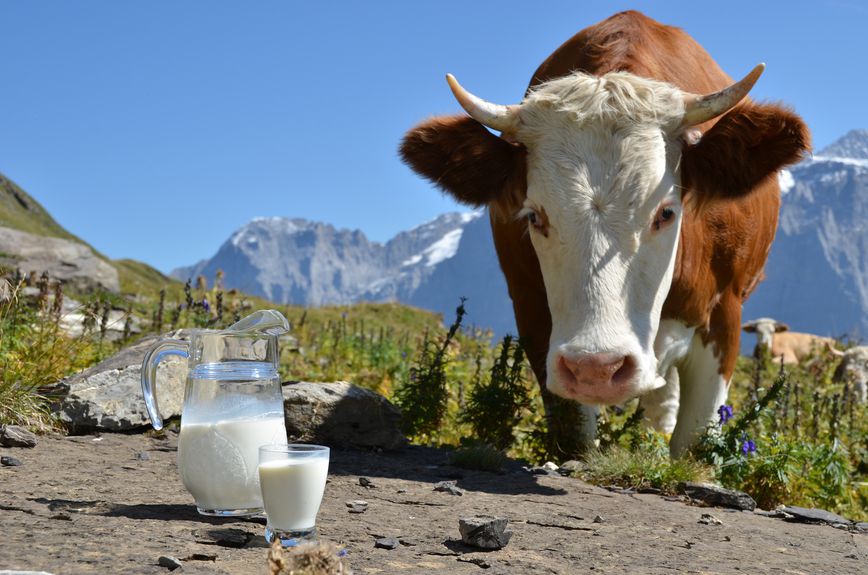 Чим замінити коров'яче молоко? Переваги доїльного апарату