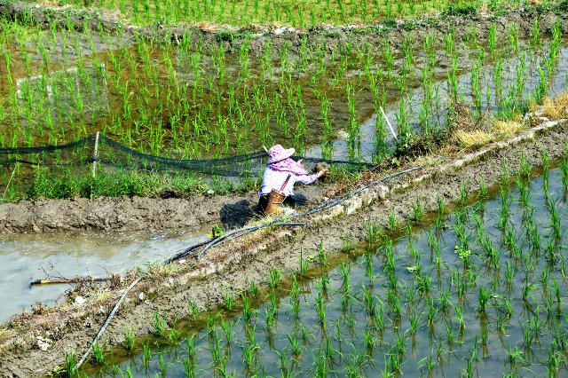 Генноотредактированные растения риса могут увеличить поставки продовольствия в мире