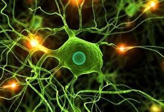 Новое исследование показывает, что нервные клетки все-таки восстанавливаются